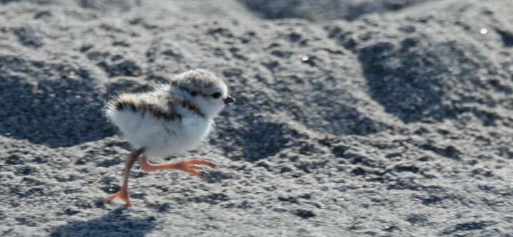 piping plover chick.