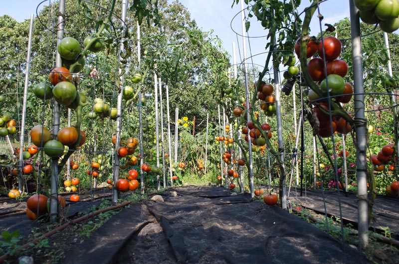 tomatoes