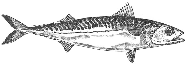 Atlantic mackerel