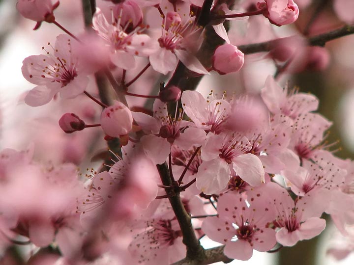 cherry blossom