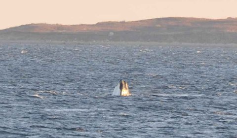 Right whale ocean