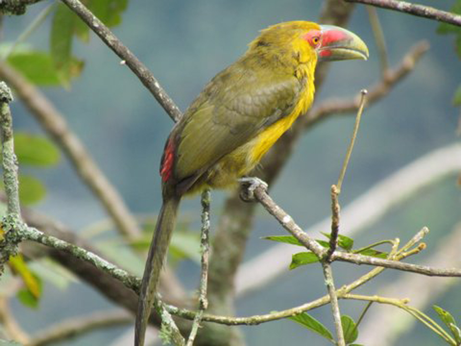 Saffron Toucanet