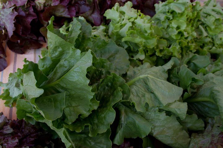 lettuce