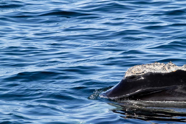 right whale