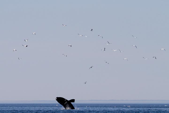 right whale