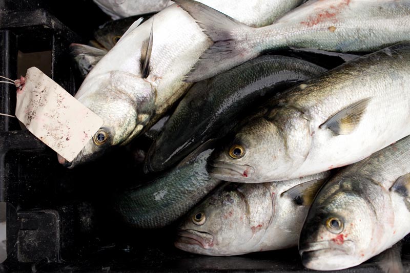 bluefish
