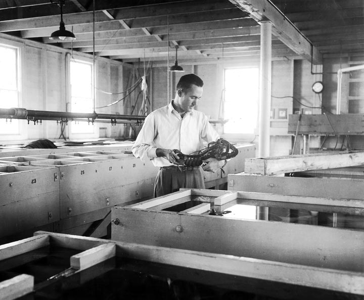 John Hughes lobster hatchery