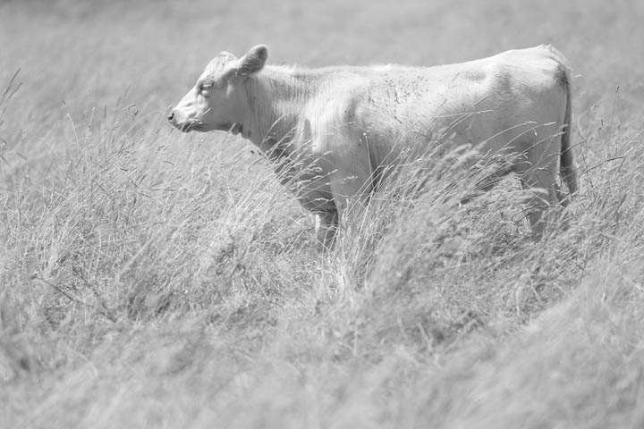 cow