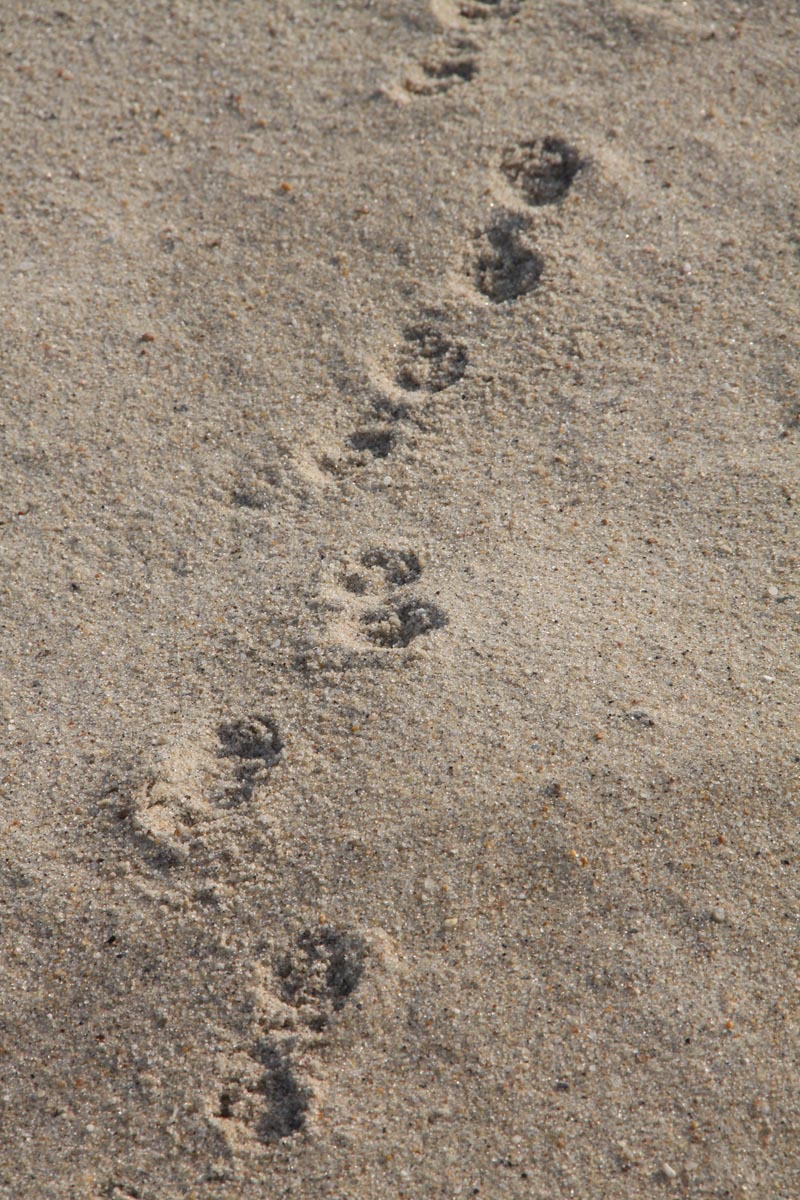 animal tracks