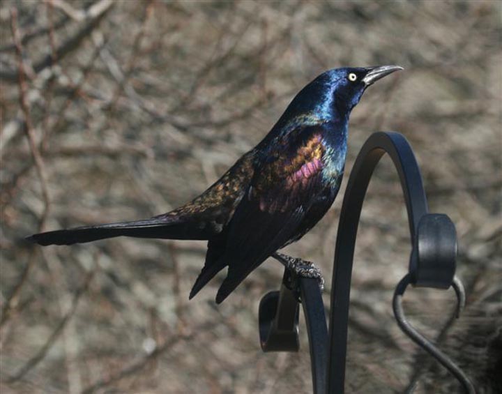 Grackle