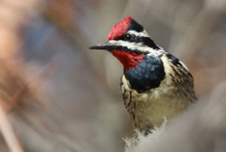 yellow-bellied sapsucker