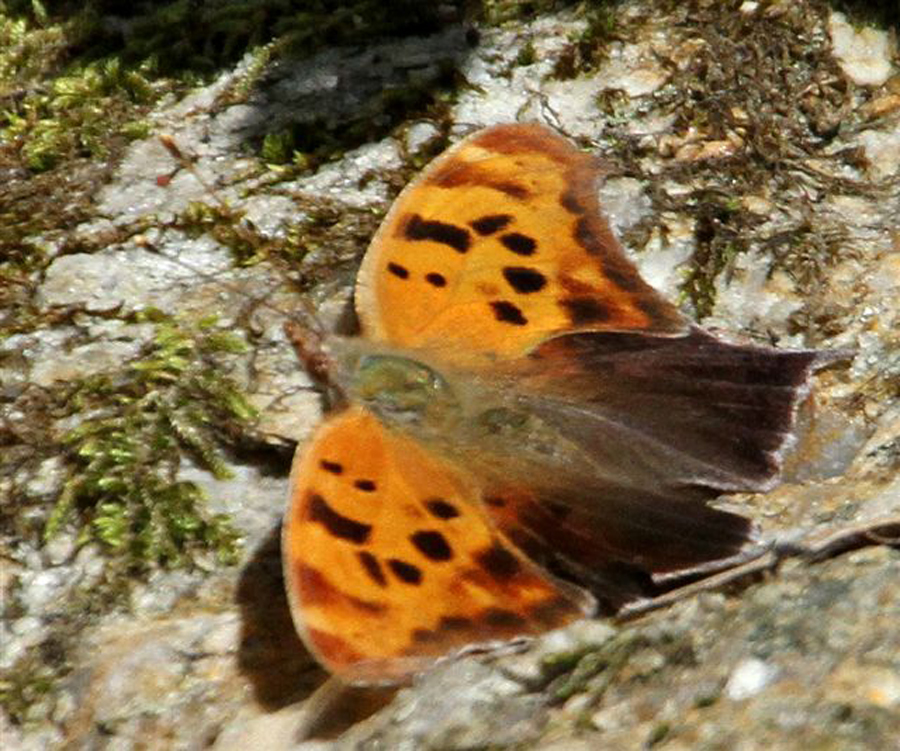 butterfly