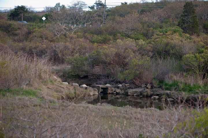 Herring run.