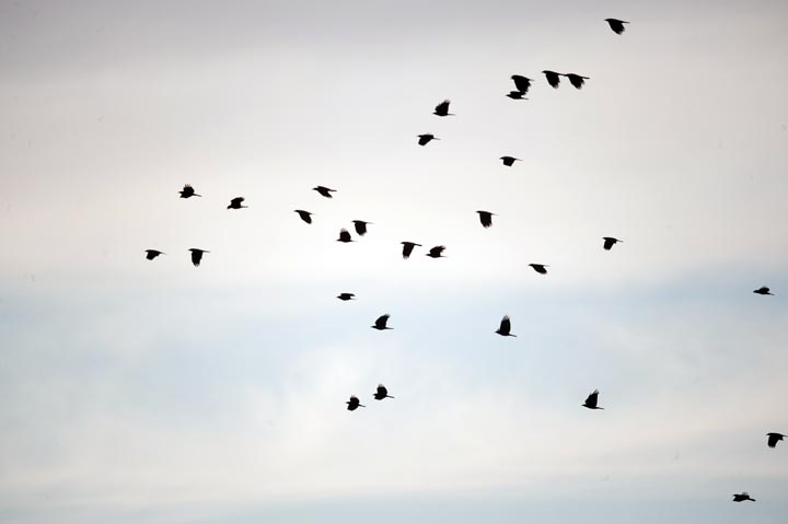 crows