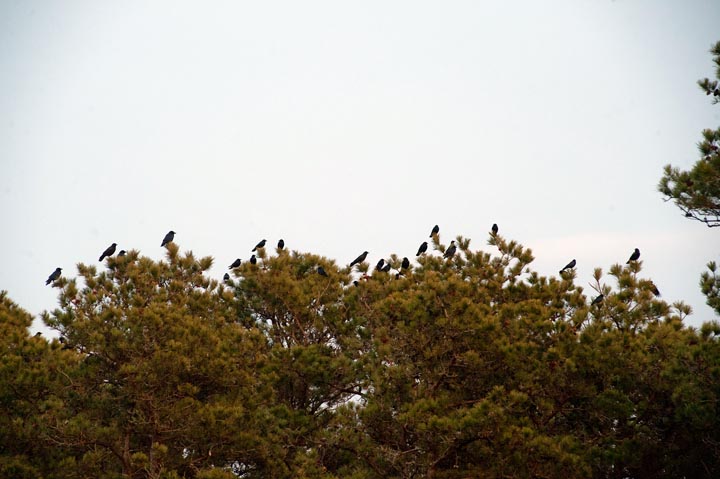 crows