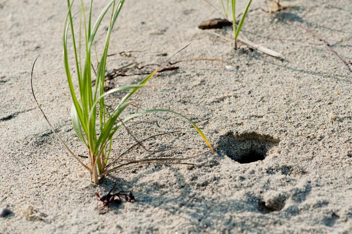 ghost crab burrow
