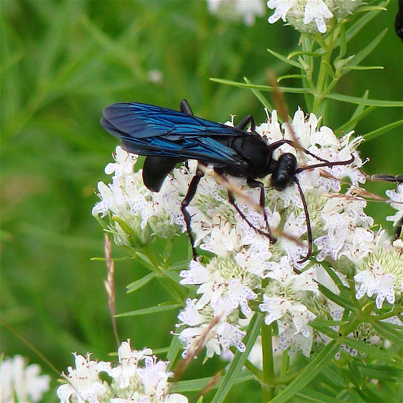 wasp