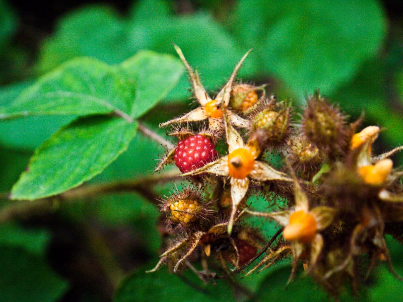 berries