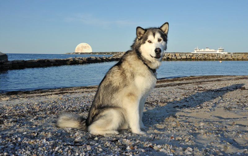 dog