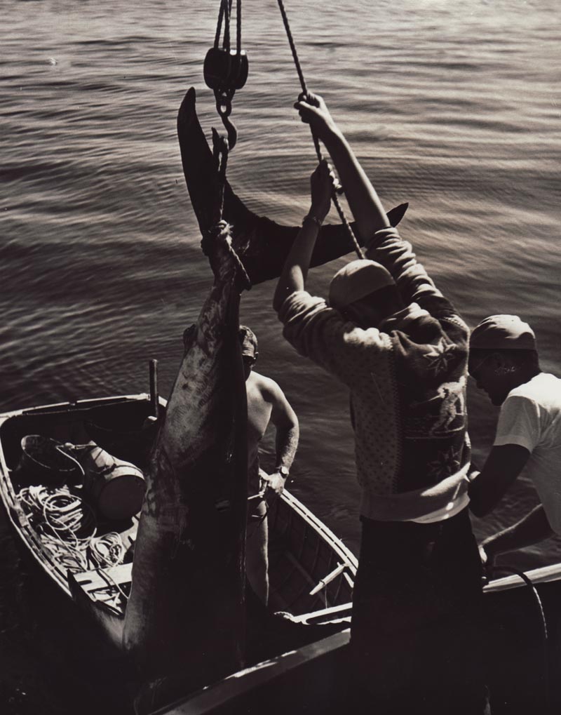 swordfishing