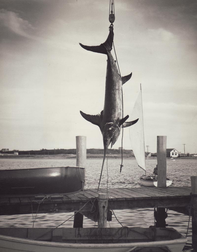 swordfish