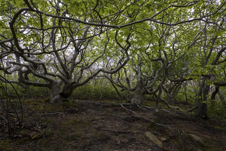 trees