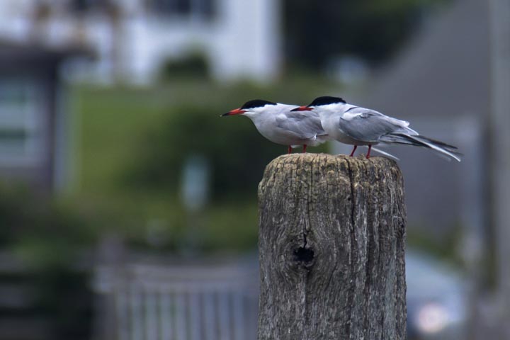 terns