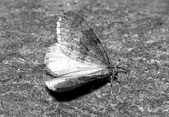 BW winter
