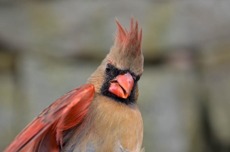 Female Carinal