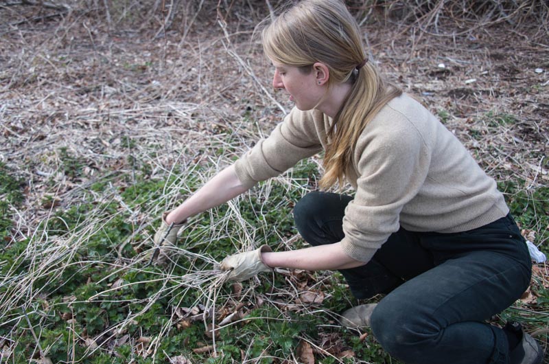 stinging nettle harvesting