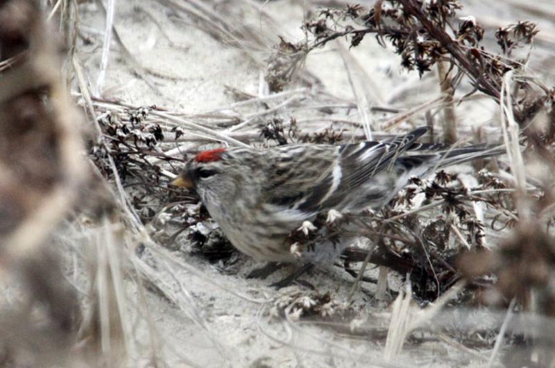 redpoll in snow