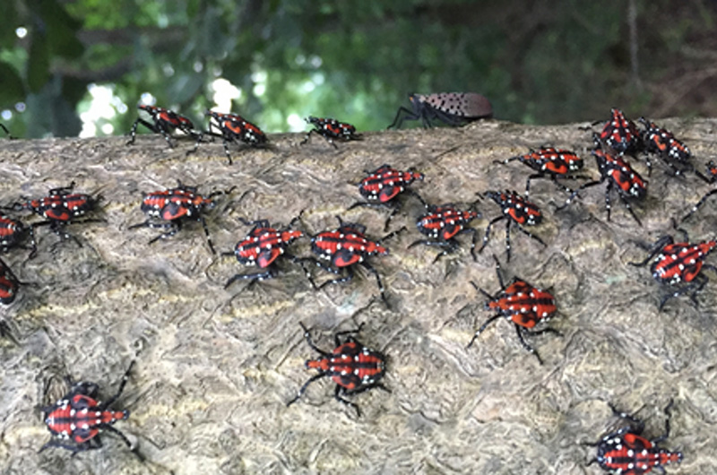 Vineyard Gazette | | Spotted Lanternfly