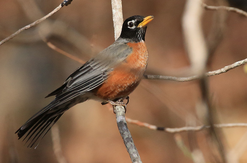 American robin