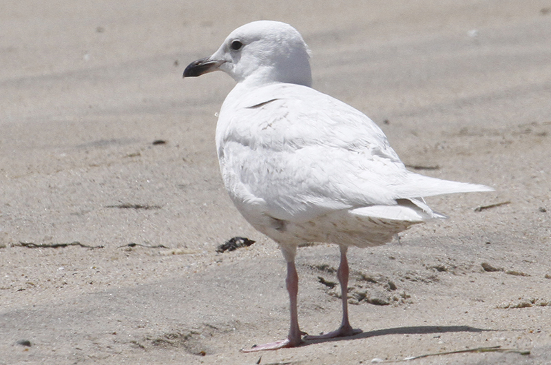 Iceland gull