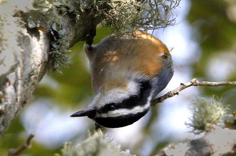 Red-breasted nuthatch.