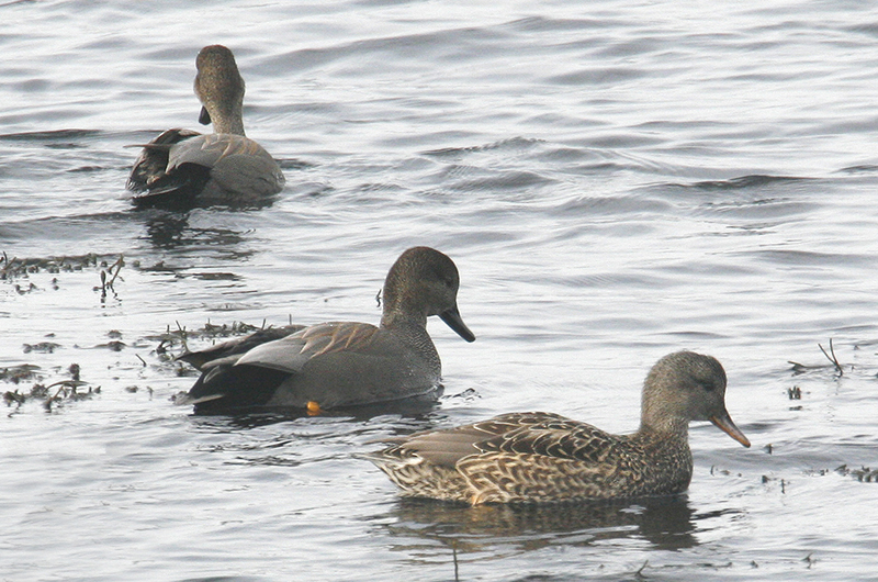 Three gadwall afloat