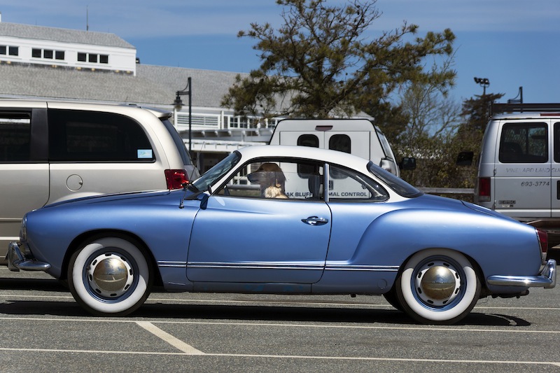Dog in a car at the Martha's Vineyard Airport. 