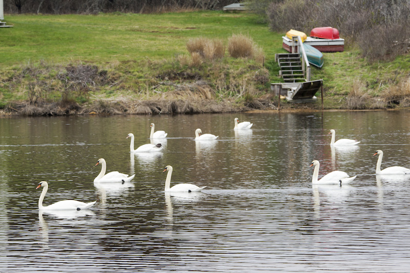 Lucy Vincent Pond filled with ponds. 