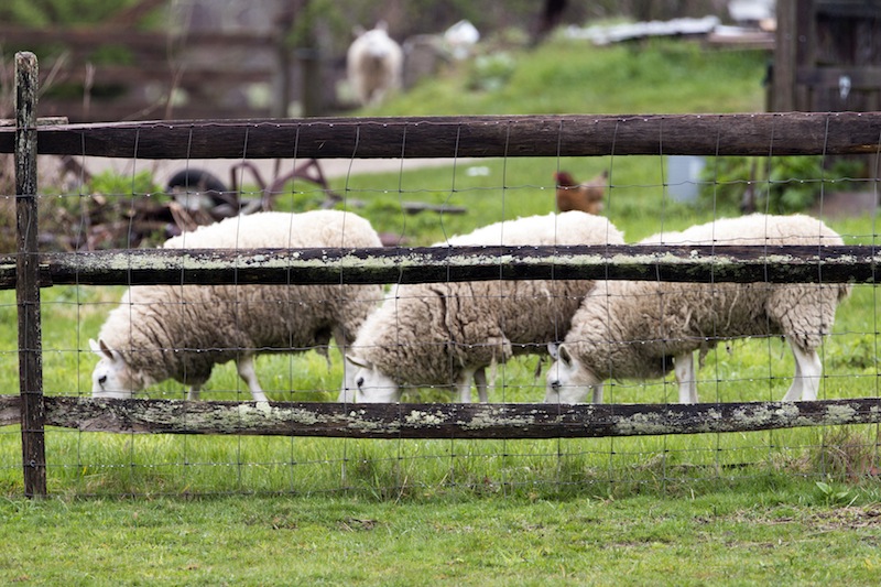 Three sheep in West Tisbury. 