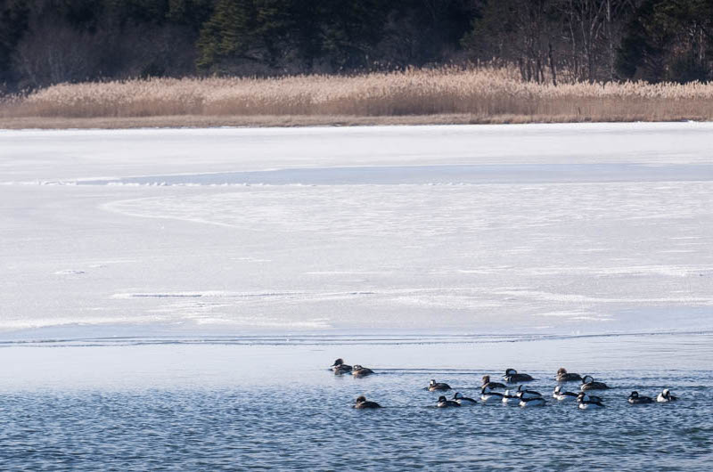 Avian armada