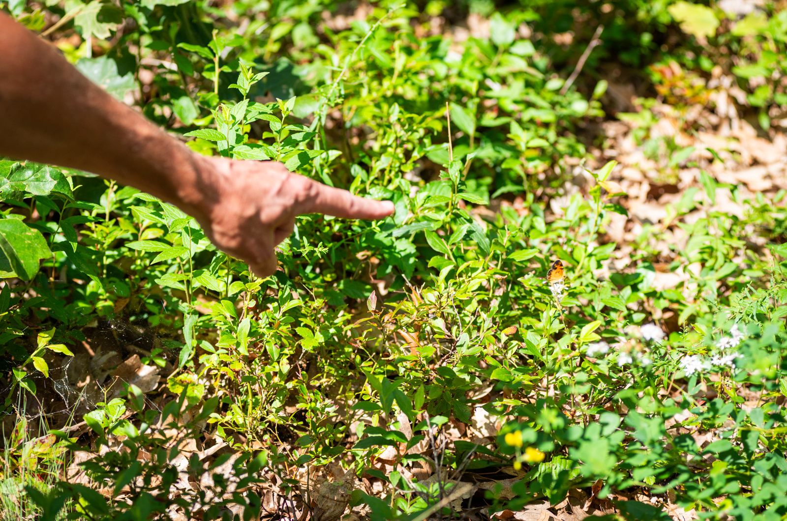 Matt Pelikan points out a Pearl Crescent butterfly.