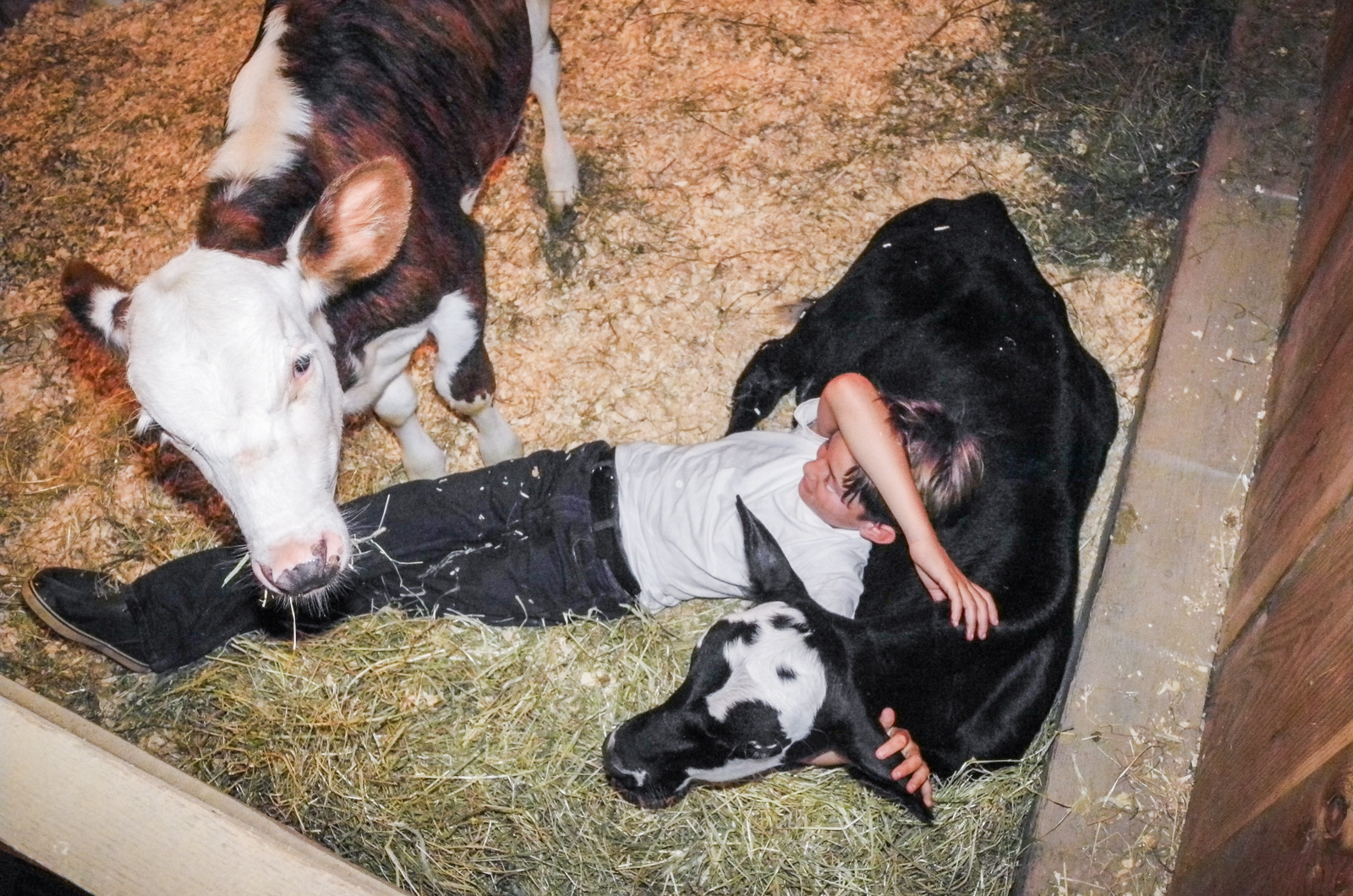 Luc Spalter hanging with his bovine friends.