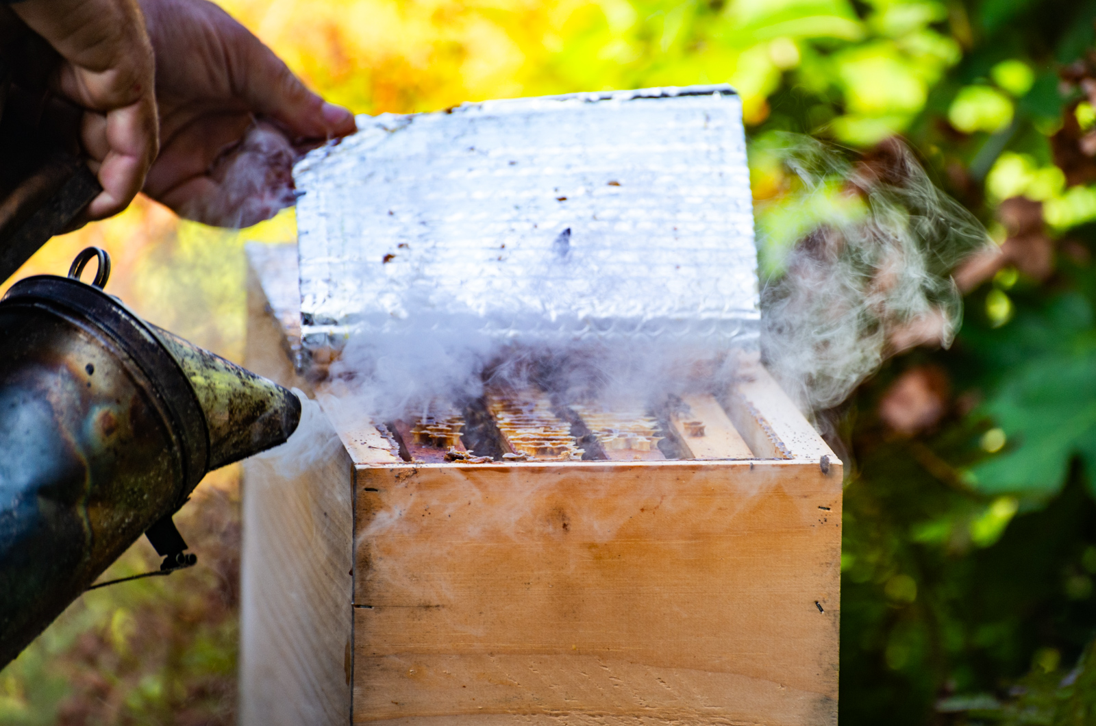 Tim Colon smoking a hive.