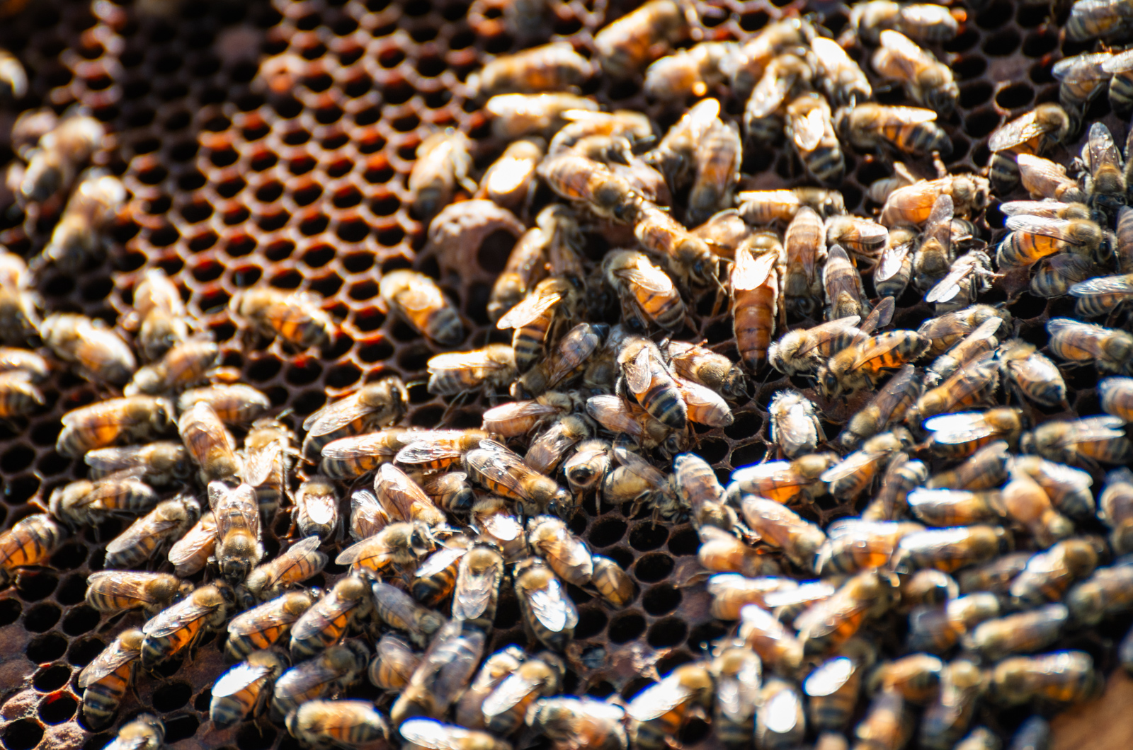 The Queen is in the top right.