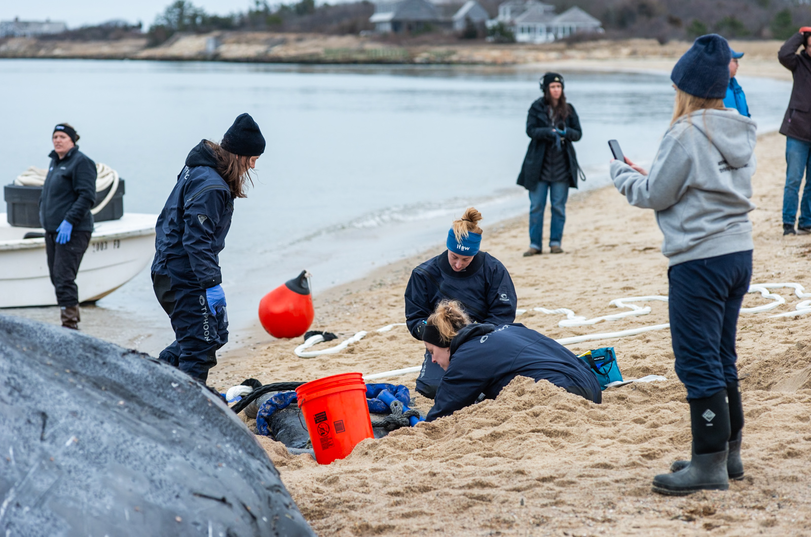 IFAW team meticulously checks and documents the whale.