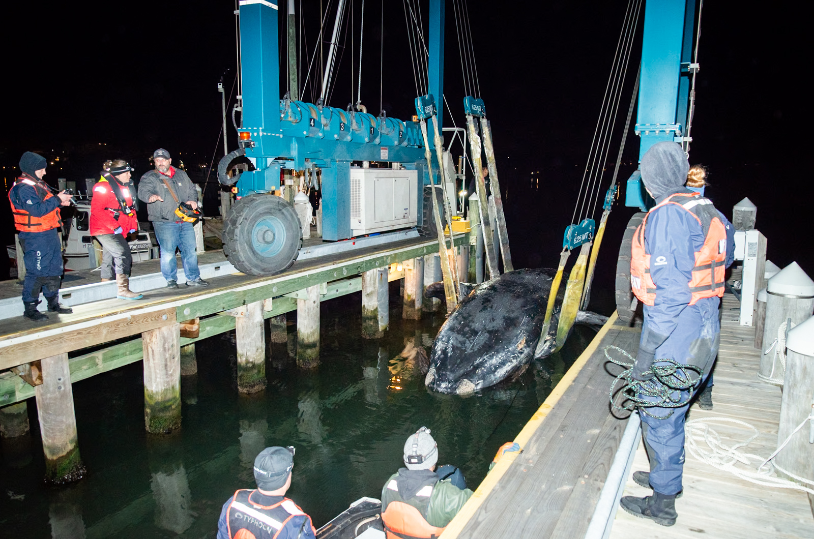 The whale was dropped on the first attempt.