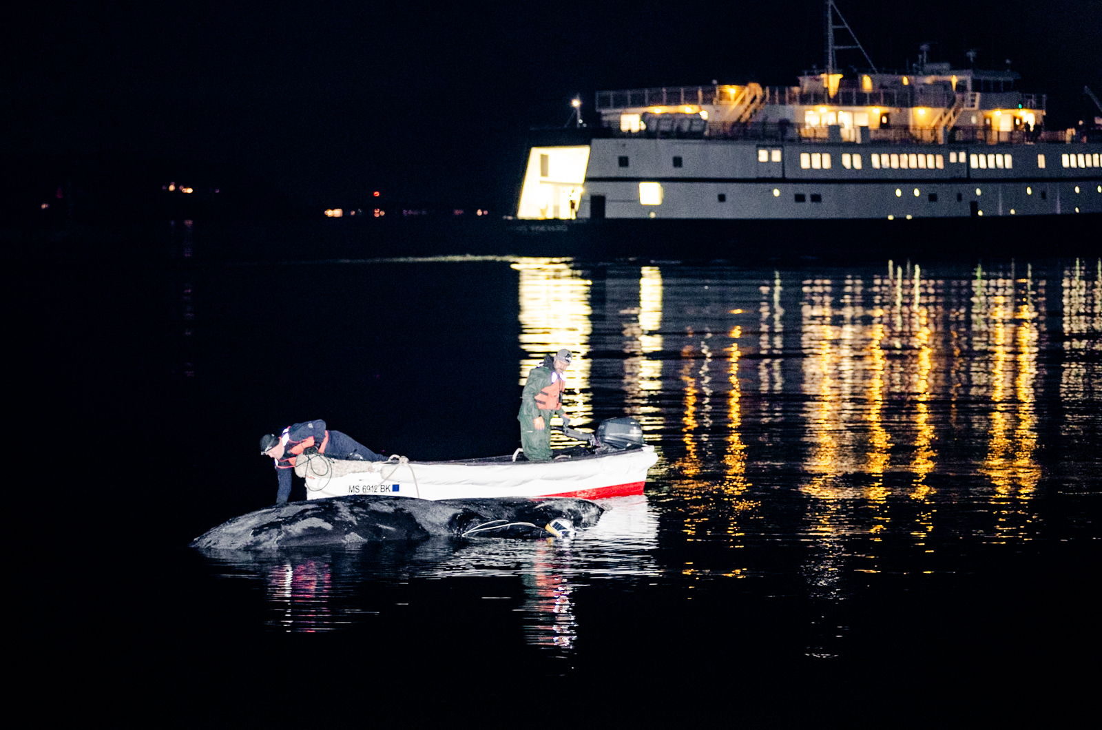 IFAW team positions the carcass with a small skiff.