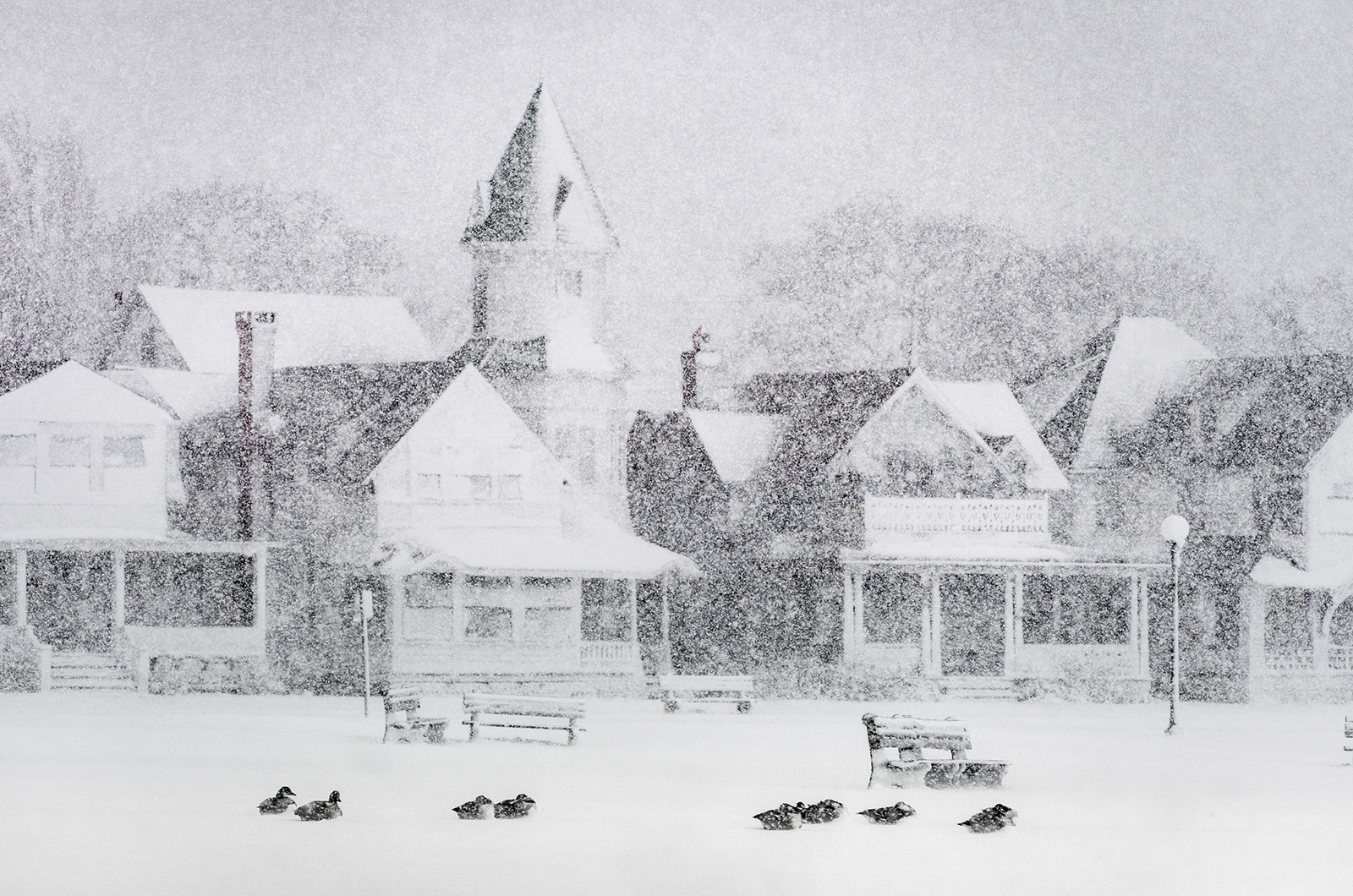 Geese take shelter in Ocean Park.