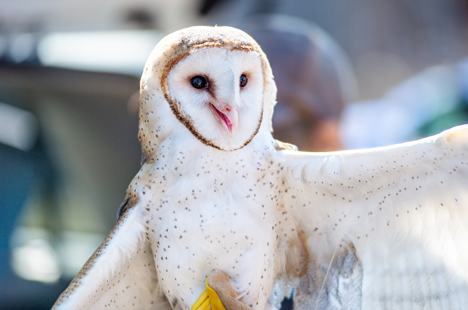 The owl is uncomfortable in the daylight but relatively docile.