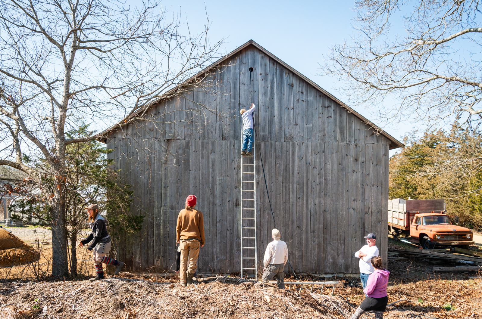 A team of West Tisbury farmers congregated to assist in the operation.